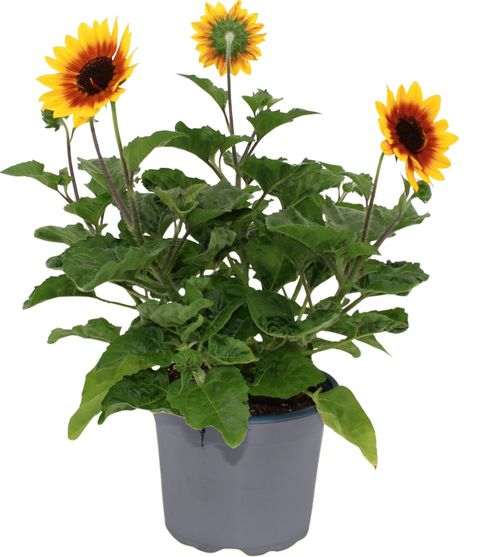 Helianthus annuus SUNBELIEVABLE BROWN EYED GIRL
