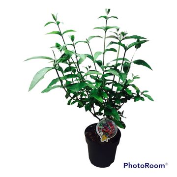 Buddleja x weyeriana 'Flower Power'