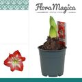 Hippeastrum 'Exotic Striped'