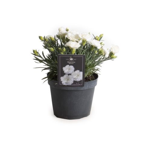 Dianthus 'Bianca' — Plant Wholesale FlorAccess