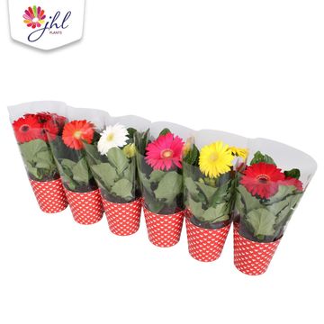 Gerbera MIX