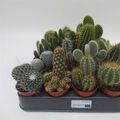 Cactos MIX