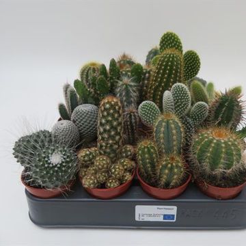 Cactus MIX