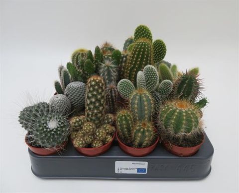 Cactus MIX
