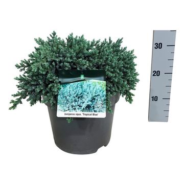 Juniperus squamata 'Tropical Blue'