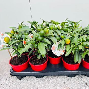 Fortunella polyandra