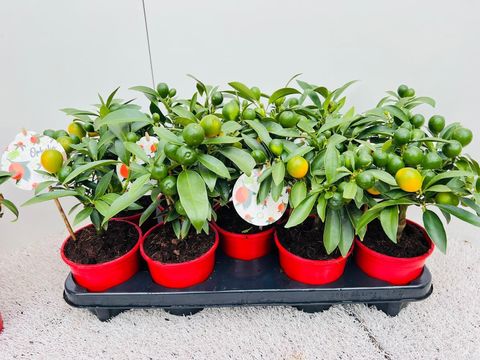 Fortunella polyandra