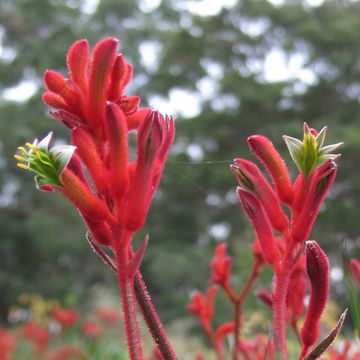 Anigozanthos 'Red Inferno'