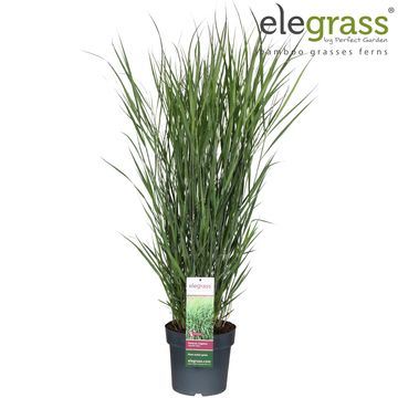 Panicum virgatum ''Apache Rose''