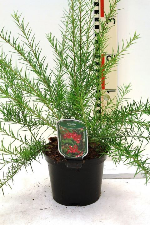 Grevillea juniperina — Plant Wholesale FlorAccess