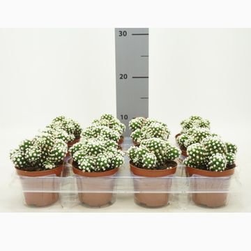 Mammillaria gracilis 'Albata'
