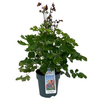 Aquilegia vulgaris 'Winky Red-White'