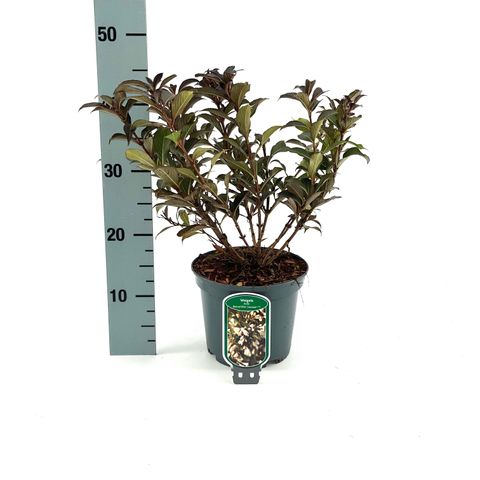 Weigela BLACK AND WHITE