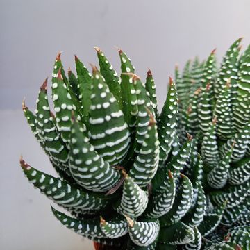 Haworthia fasciata