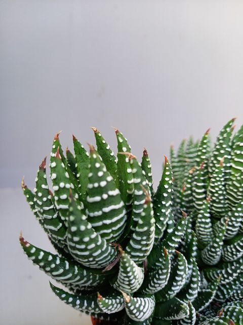 Haworthia fasciata