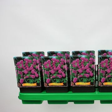 Geranium himalayense 'Plenum'