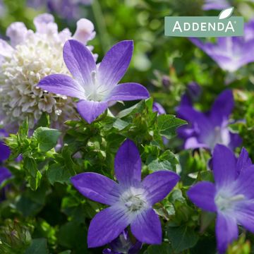 Campanula portenschlagiana AMBELLA INTENS PURPLE