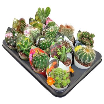 Cactus MIX