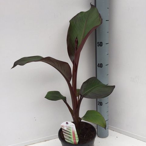 Ensete ventricosum 'Maurelii' (Specials-1)