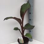 Ensete ventricosum 'Maurelii'