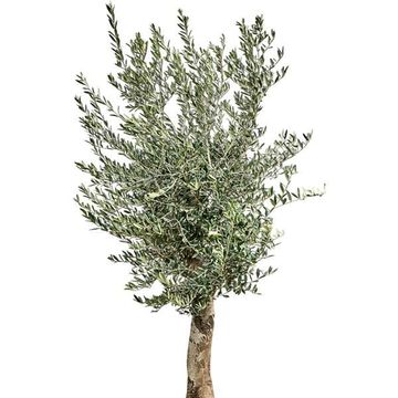Olea europaea
