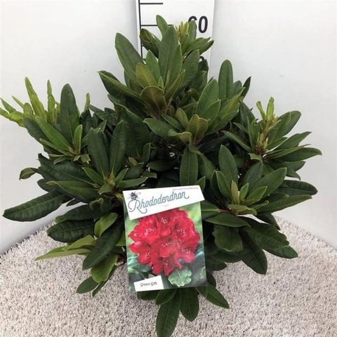 Rhododendron 'Léo' (AJ)