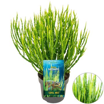 Baccharis 'Coral Wave'