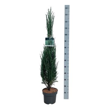 Juniperus scopulorum 'Blue Arrow'