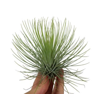 Tillandsia andreana