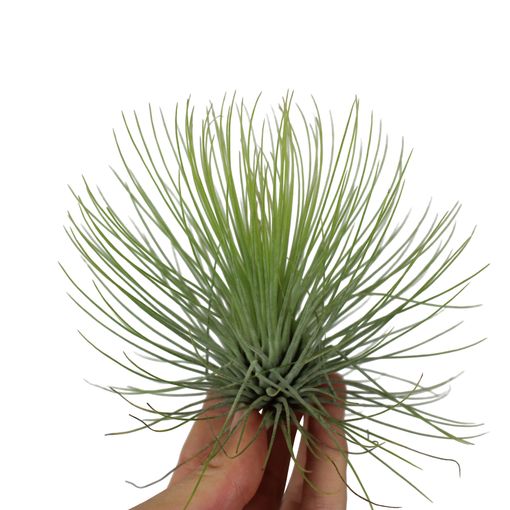 Tillandsia andreana