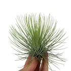 Tillandsia andreana