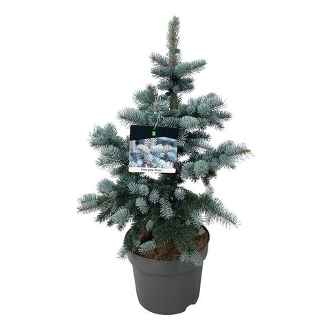 Picea pungens 'Koster'