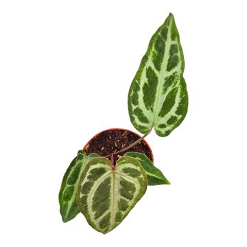 Anthurium 'Snow Queen'