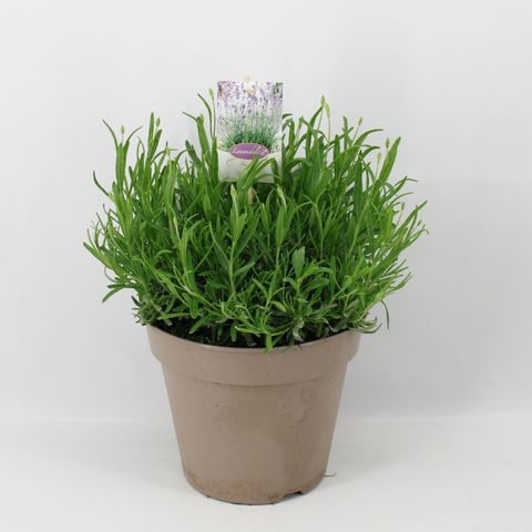 Lavandula angustifolia 'Munstead'