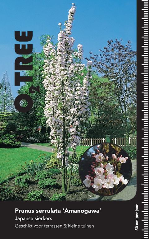 Prunus serrulata 'Amanogawa'