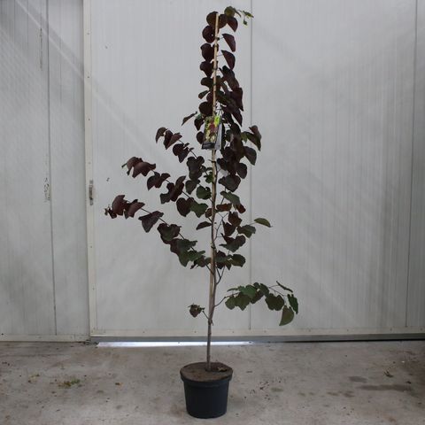 Cercis canadensis CAROLINA SWEETHEART