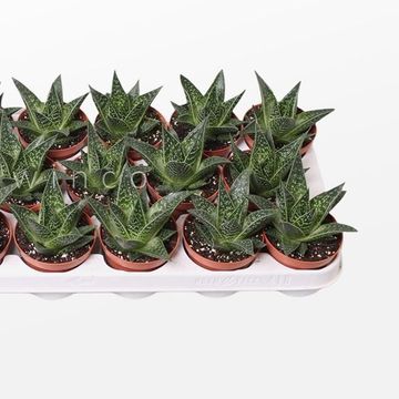 Gasteria FLOW