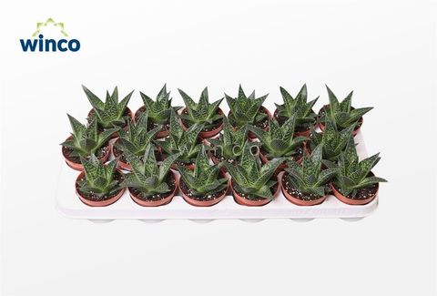 Gasteria FLOW