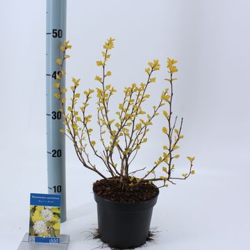 Physocarpus opulifolius 'Dart's Gold'