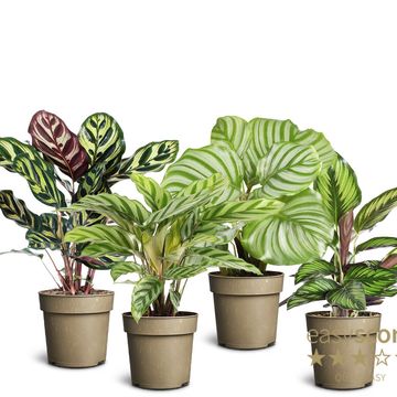 Calathea MIX