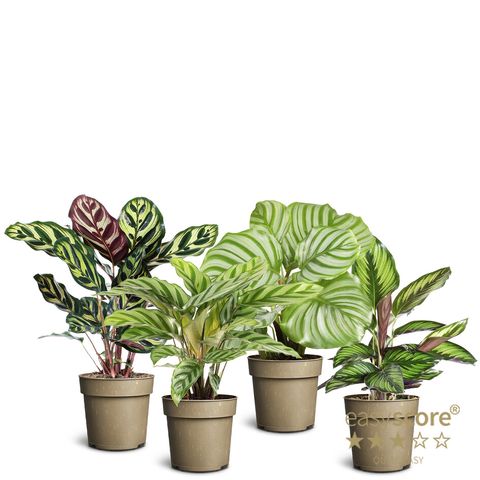 Calathea MIX