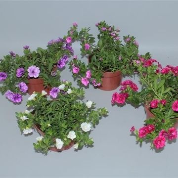 Calibrachoa MIX