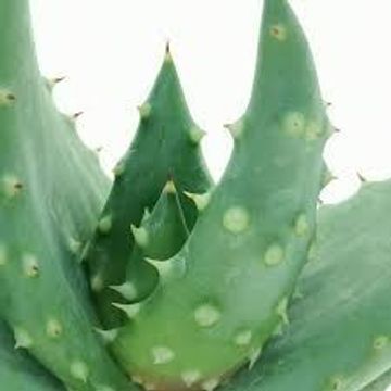 Aloe aculeata
