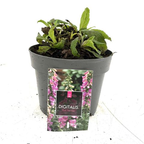 Digitalis 'Panther'