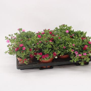 Calibrachoa CALLIE MIX IN POT