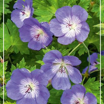 Geranium ROZANNE