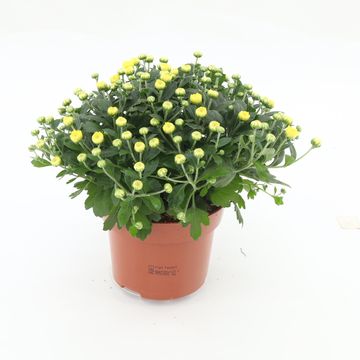Chrysanthemum 'Braque Sunny'