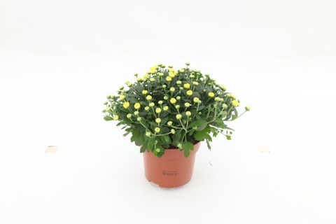 Chrysanthemum 'Braque Sunny'