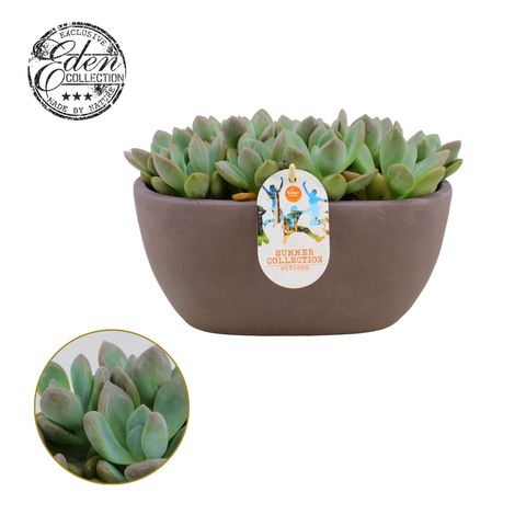 x Graptoveria 'Opalina'