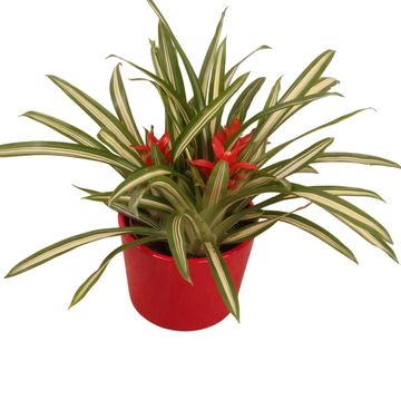 Guzmania 'Ice Cream'